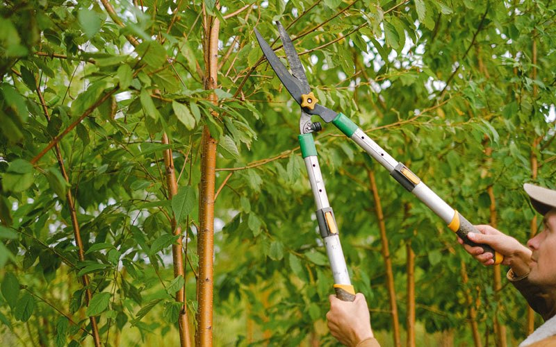Tree trimming in Baisden, WV