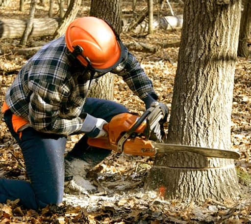 Tree Removal in Baisden, WV